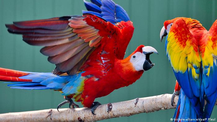 Birds near the equator are more colorful - why is this?