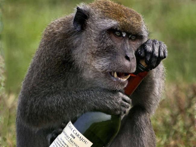 Primates are attracted to alcohol. Science explains how and why.