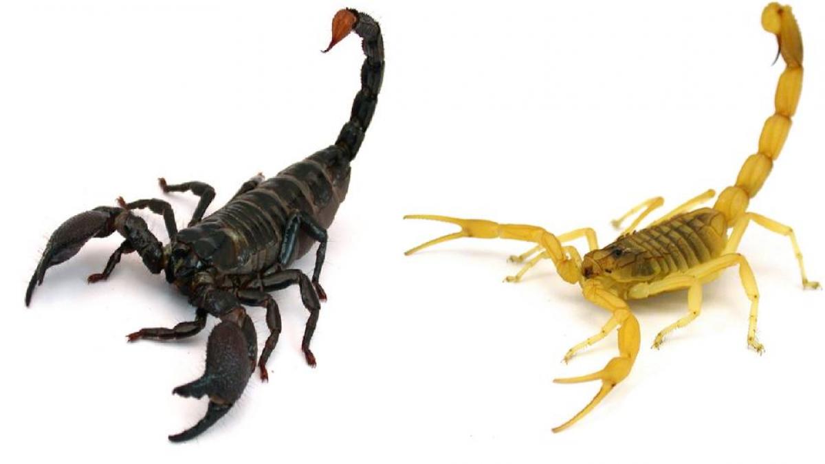 Smaller scorpions are more lethal