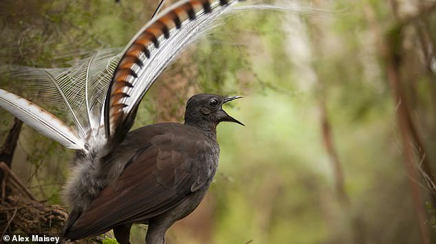 The birds that compose their songs, the lyrebirds.