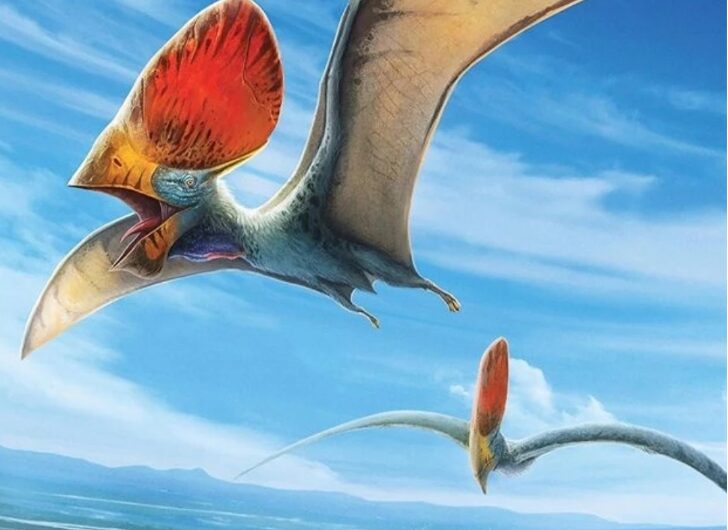 Discover the amazing ability of pterosaurs.