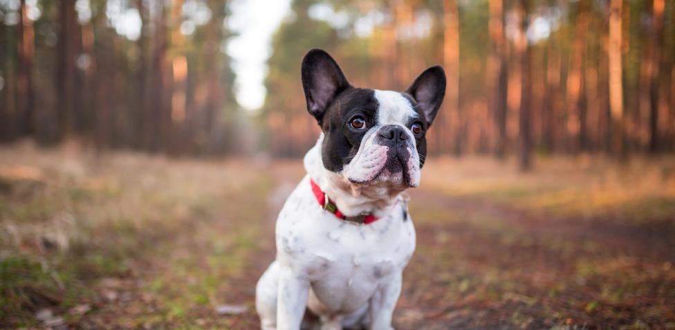French Bulldogs are at the other extreme and have short lives.