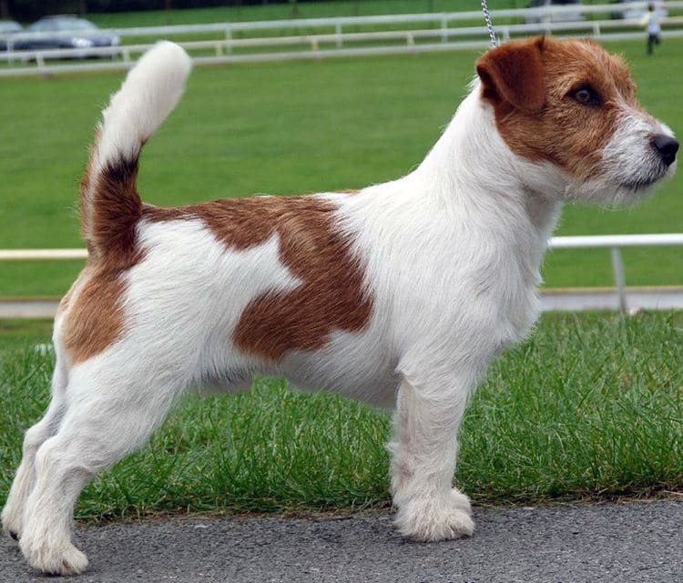 what is the longest-lived dog breed? Jack Russell Terriers.