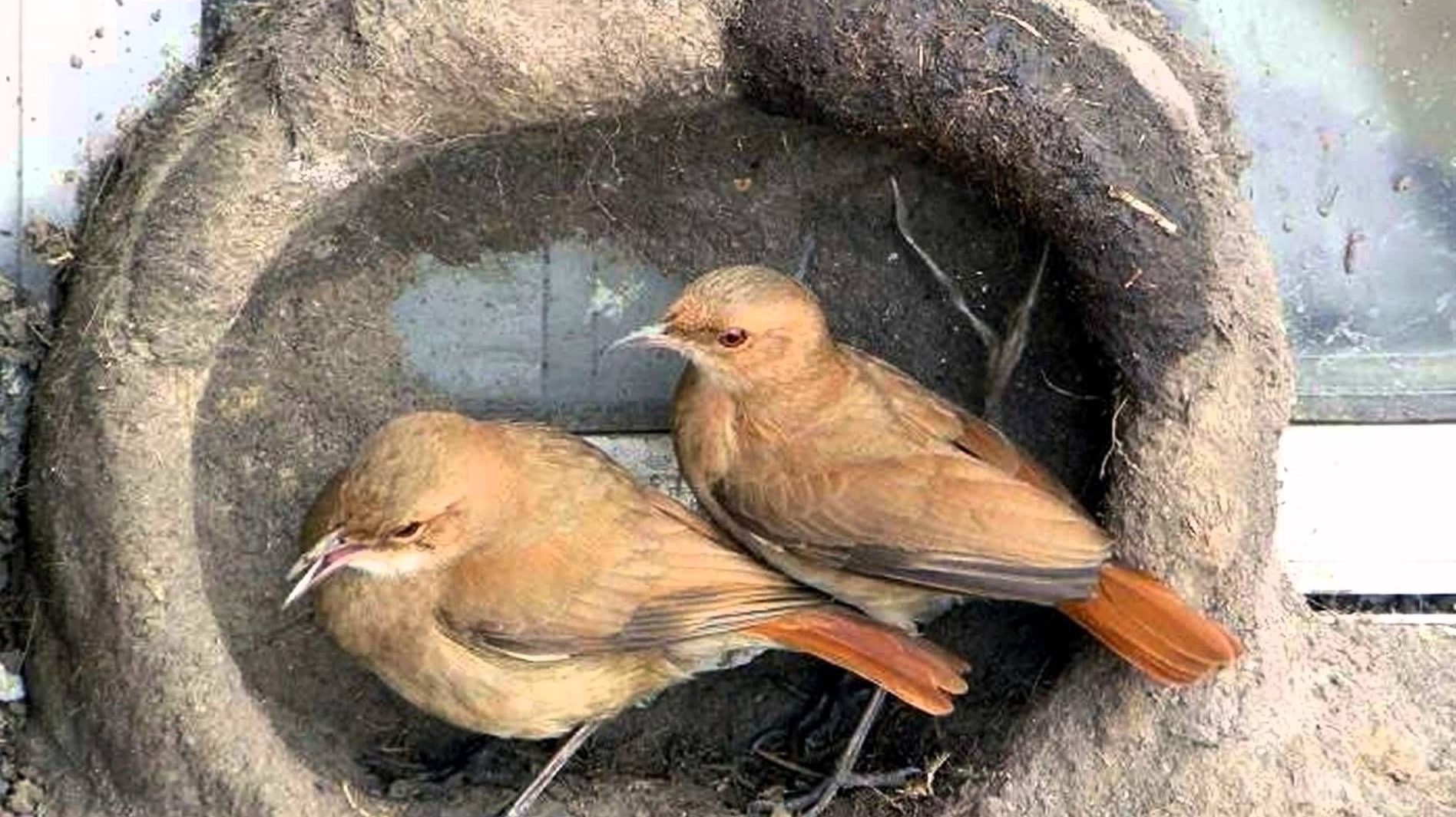 Males and females participate equally in nest building.