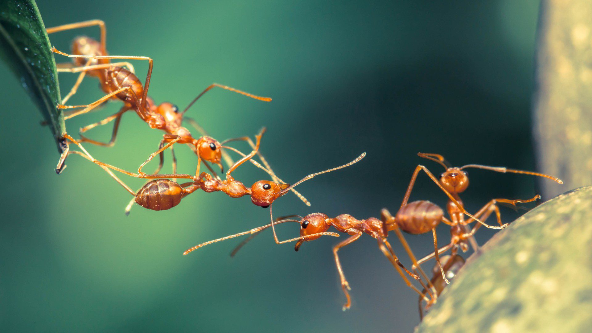 Comparisons were made with the brains of ants.