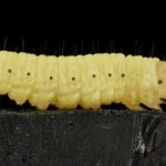 The worm that disintegrates plastic