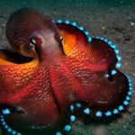 The mystery of the suicidal octopuses