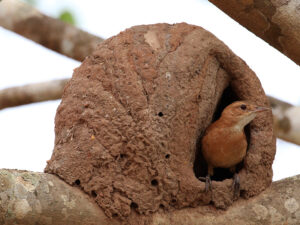 Genetics in the nests of the horneros nestlings