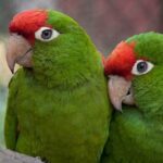 Parrots use the head as a limb