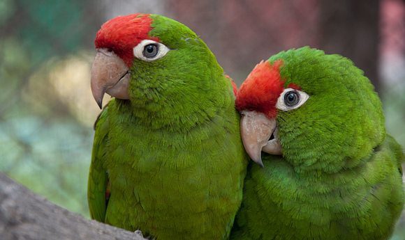 Parrots use the head as a limb.