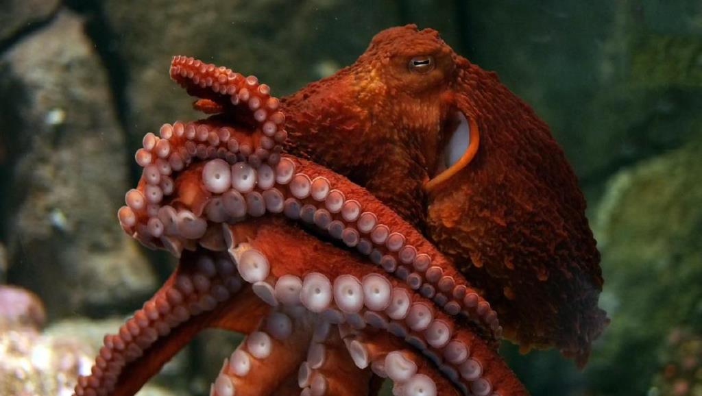 The conundrum of the suicidal octopuses has been unraveled.