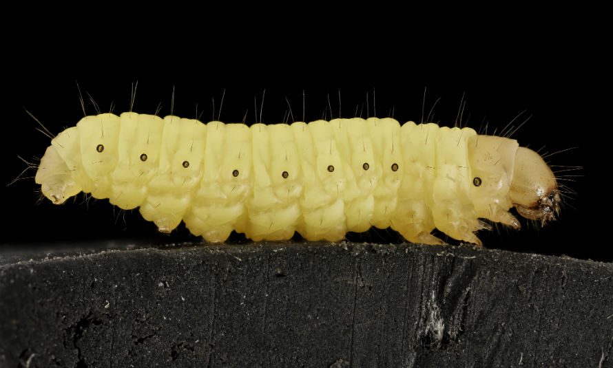 In the picture, the worm that disintegrates plastic, wax worm.