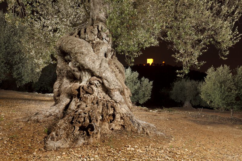 Many olive trees are still bearing fruit thousands of years later.