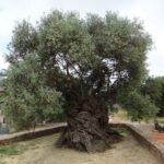 The oldest domesticated tree