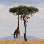 Why giraffes are so tall