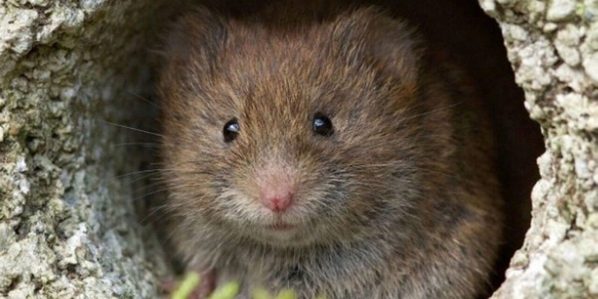 A new coronavirus in rodents worries authorities in Sweden.