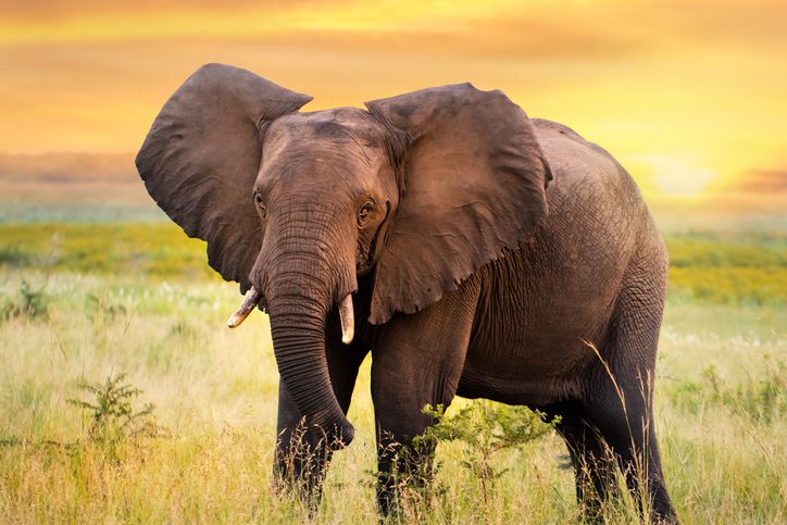 Elephants respond better to cancer - why?