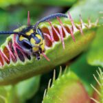 How carnivorous plants evolved