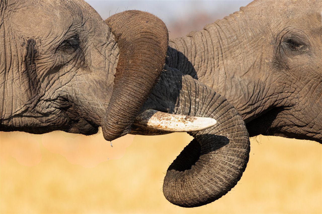 The elephant's versatile trunk is a marvel of nature.