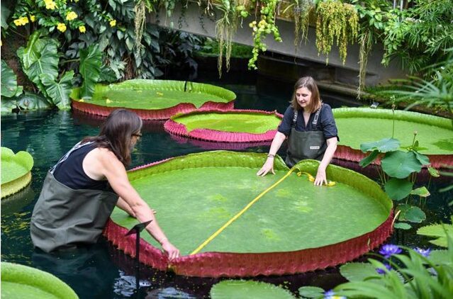 The world's largest water lily turned out to be an entirely new species.
