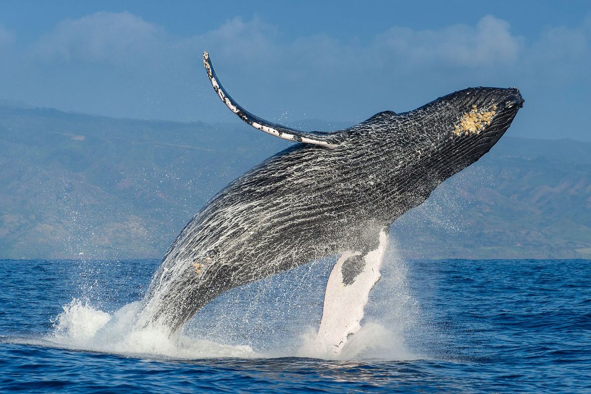 Whales memorize complex songs.