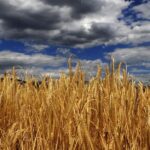 Climate change causes wheat inflation
