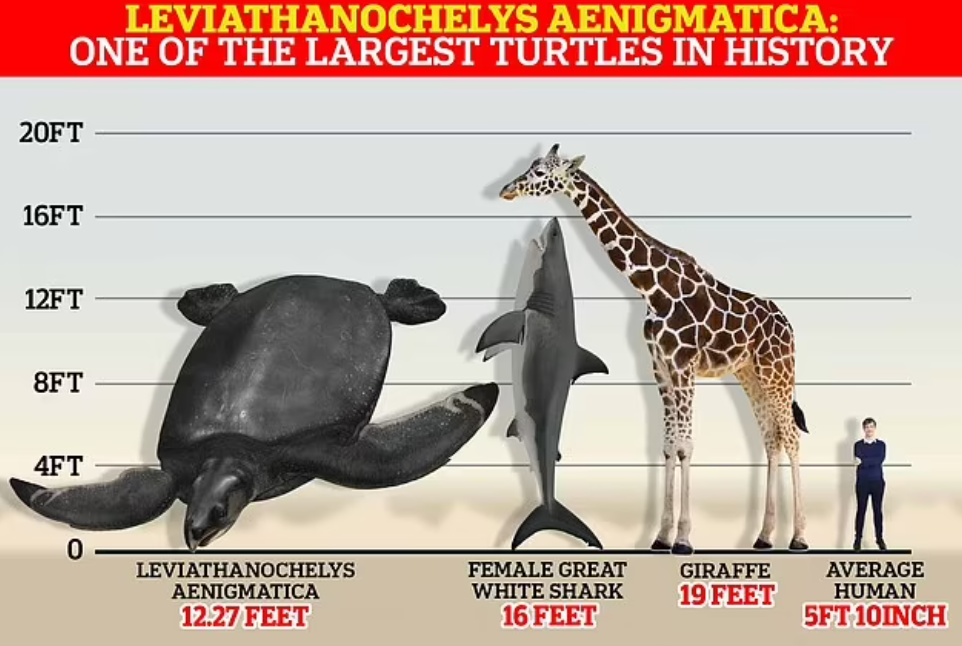This is the size of the turtle in scale with current species.