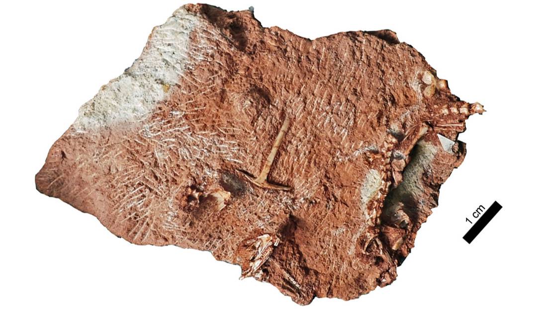 This rare fossil had not been given the importance it has.