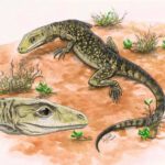 Lizard fossil lost in a museum