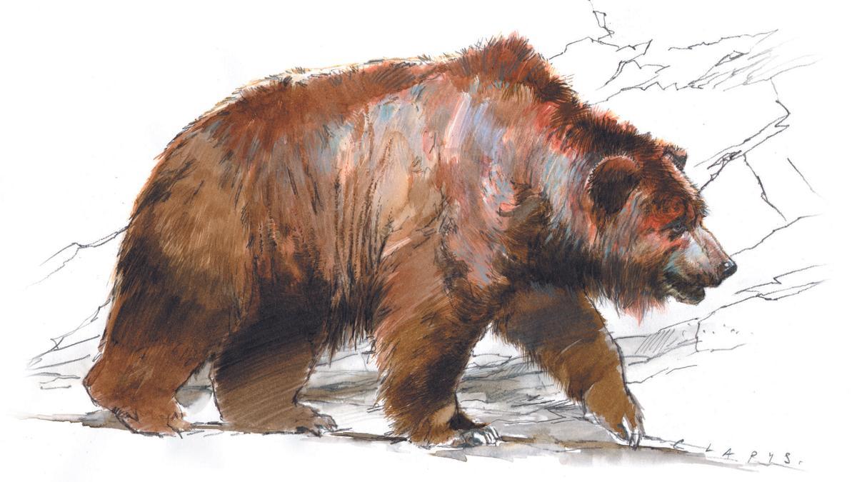 Bear skins sheltered the Paleolithic inhabitants.