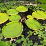 The water lily that holds a world record