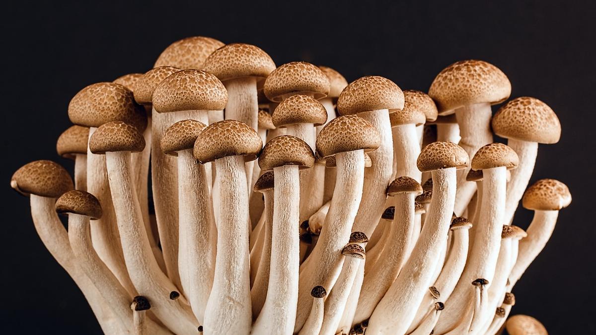 Fungi help maintain balance in nature.