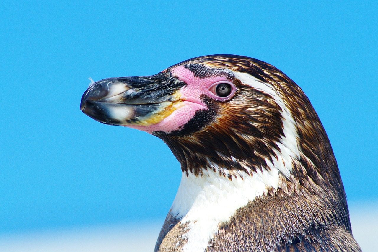 Humboldt penguins undergo cataract surgery.