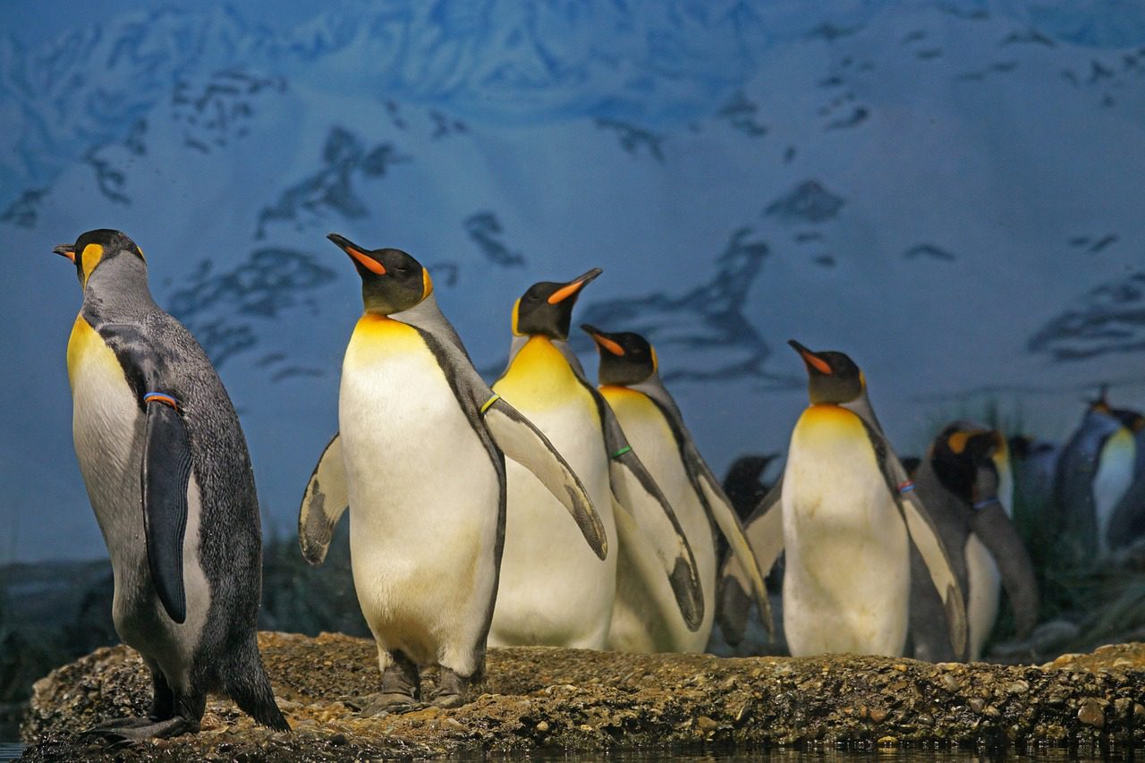 King or Emperor penguins