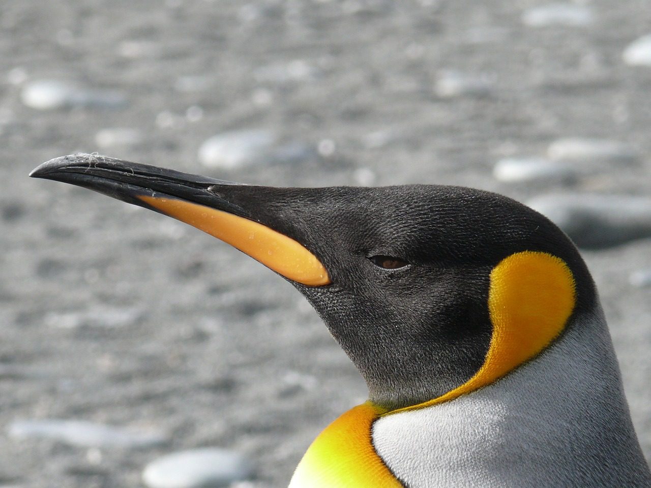 King penguins undergo cataract surgery.