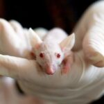 Birth of mice from male cells