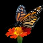 La-pintura-inspirada-en-las-mariposas-es-la-mas-ligera-del-mundo..jpg