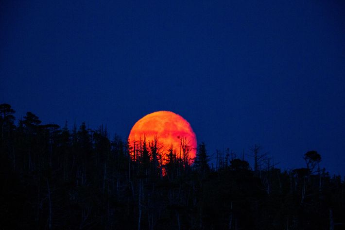 Monks were interested in the red moon phenomenon.