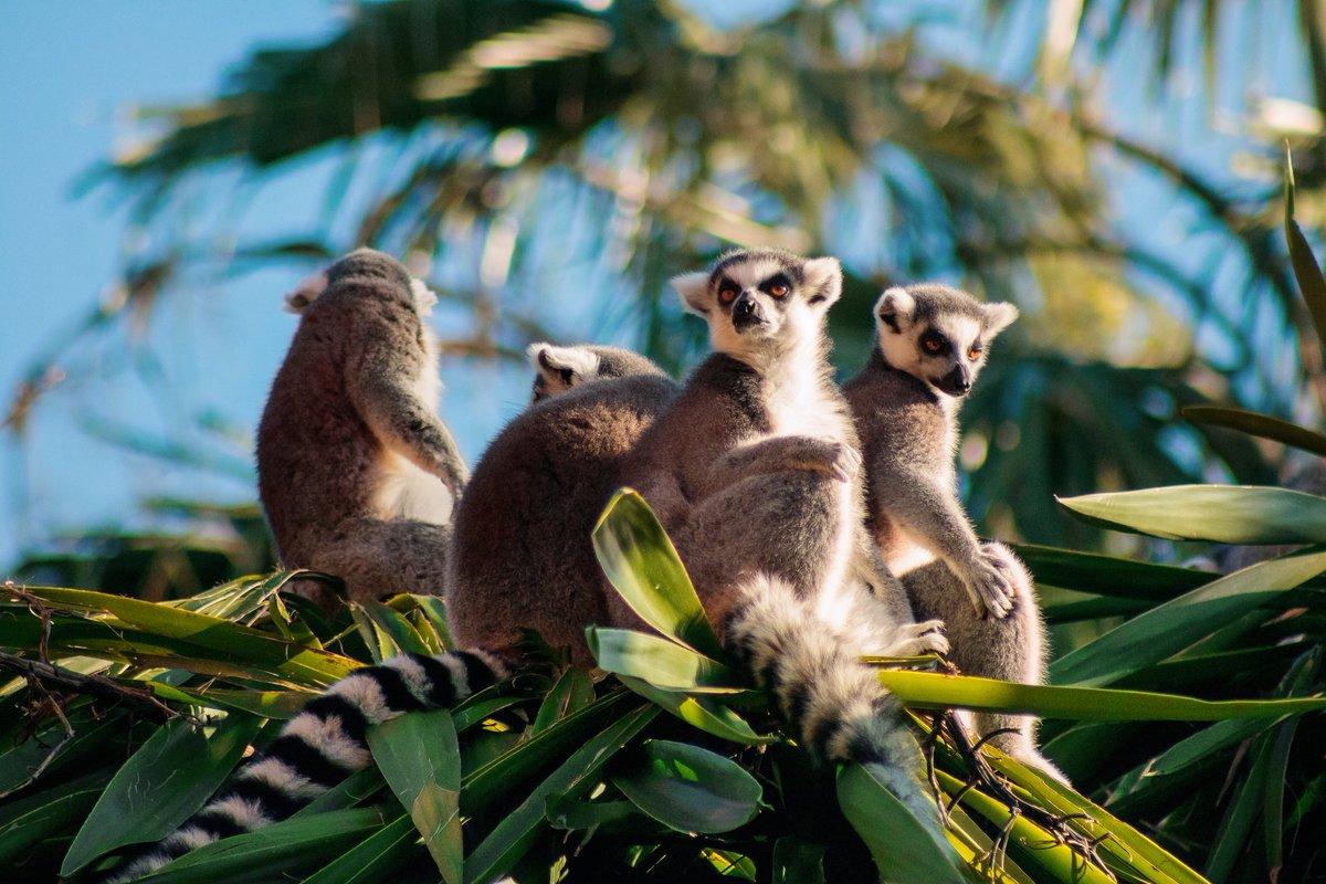 The origin of Madagascar's fauna is explained by a controversial theory.
