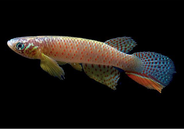 The fish that breathes out of water comes from Bolivia.