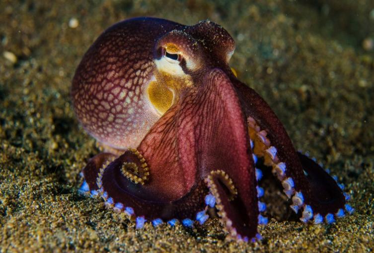 Apparently, octopuses dream like humans.