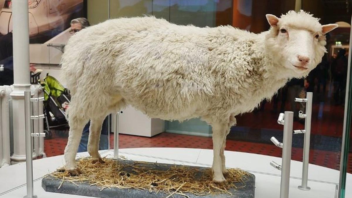 She is Dolly the sheep, the first cloned animal.