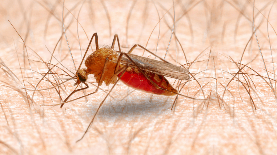 The Anopheles mosquito transmits dangerous diseases.