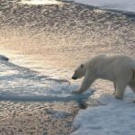 El-declive-del-oso-polar-en-el-mundo-se-explica-por-los-gases-invernadero.jpeg