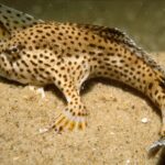 The reappearance of the "extinct" handfish
