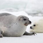 Como-las-focas-soportan-el-frio-artico-La-clave-esta-en-sus-fosas-nasales.jpg