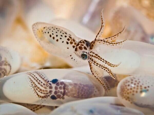 Octopuses-starve-themselves.jpg