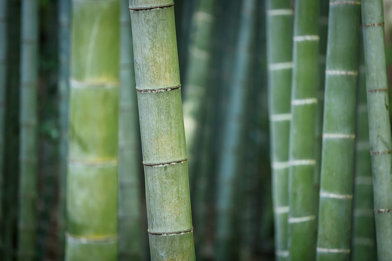 bamboo plantations