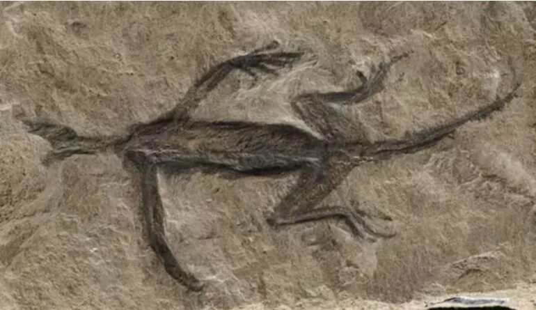 The-oldest-controversial-fossil-in-the-Alps.png