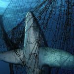 Uno-de-cada-siete-tiburones-esta-en-peligro-de-extincion-por-la-pesca-invasiva.jpg